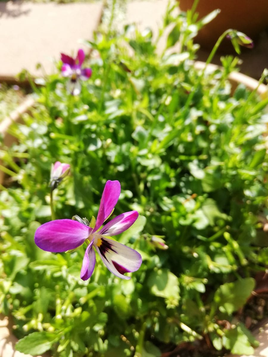 新しい花が咲き出した🌸