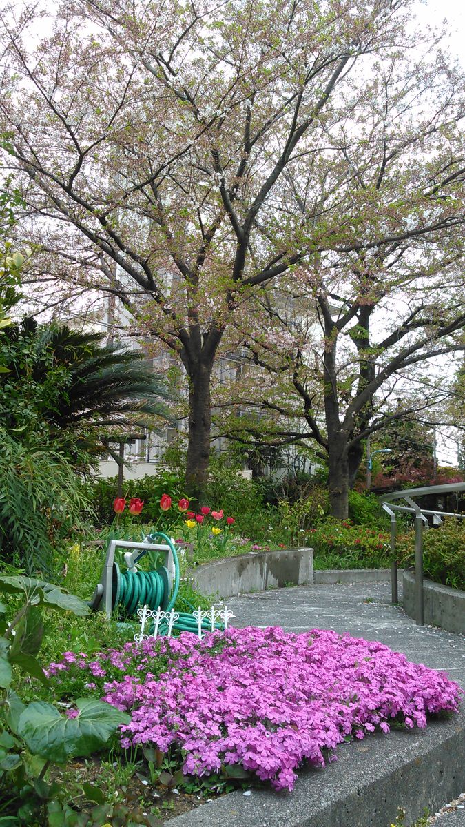 令和2年4月9日🍀  職場の庭にて🌱