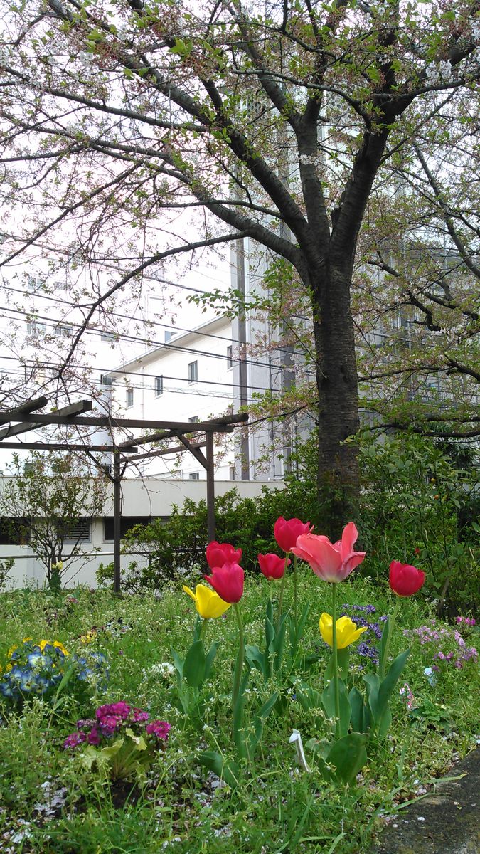 令和2年4月9日🍀  職場の庭にて🌱