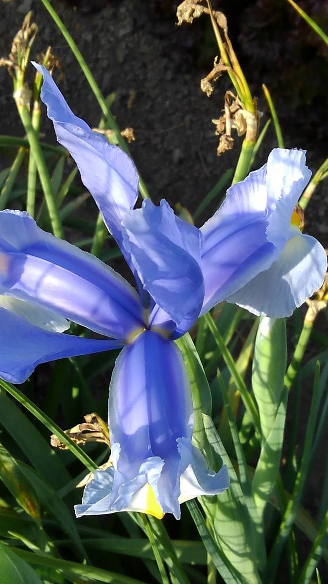 ☆通勤路の花菖蒲(実はダッチアイリス)☆