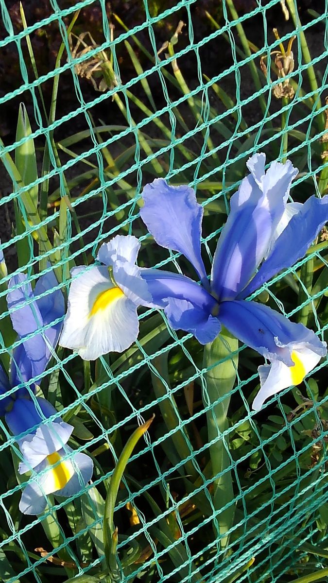 ☆通勤路の花菖蒲(実はダッチアイリス)☆