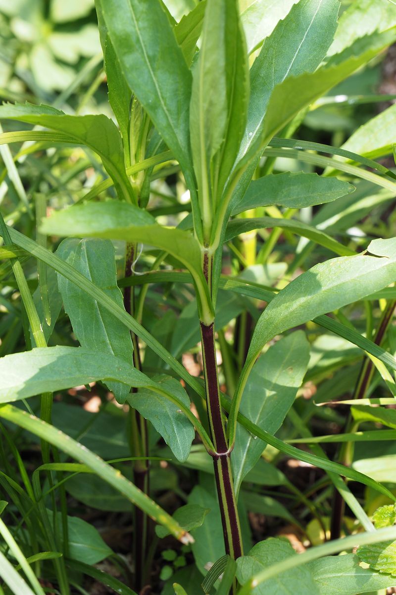 不明植物