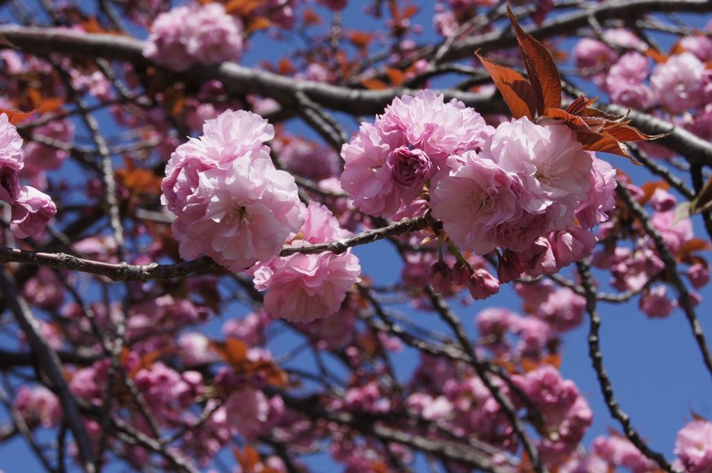 八重桜