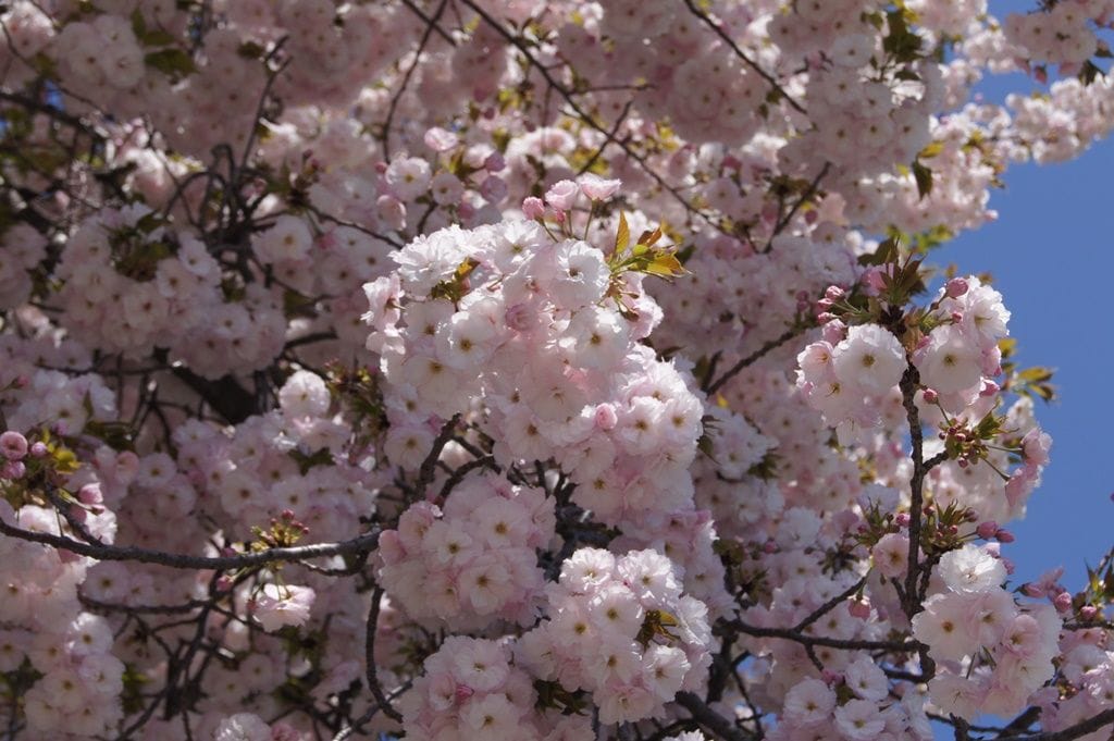 八重桜