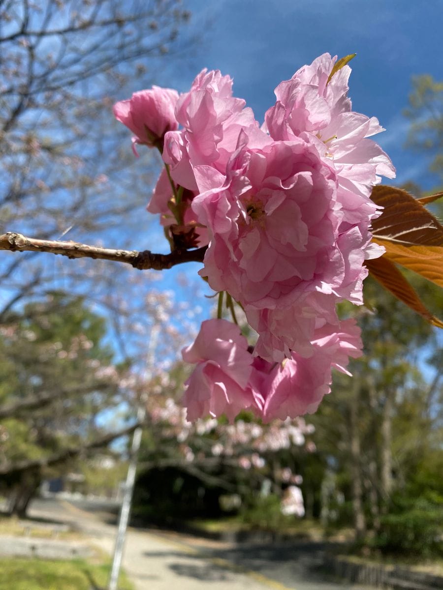 公園の八重桜が咲きだしました