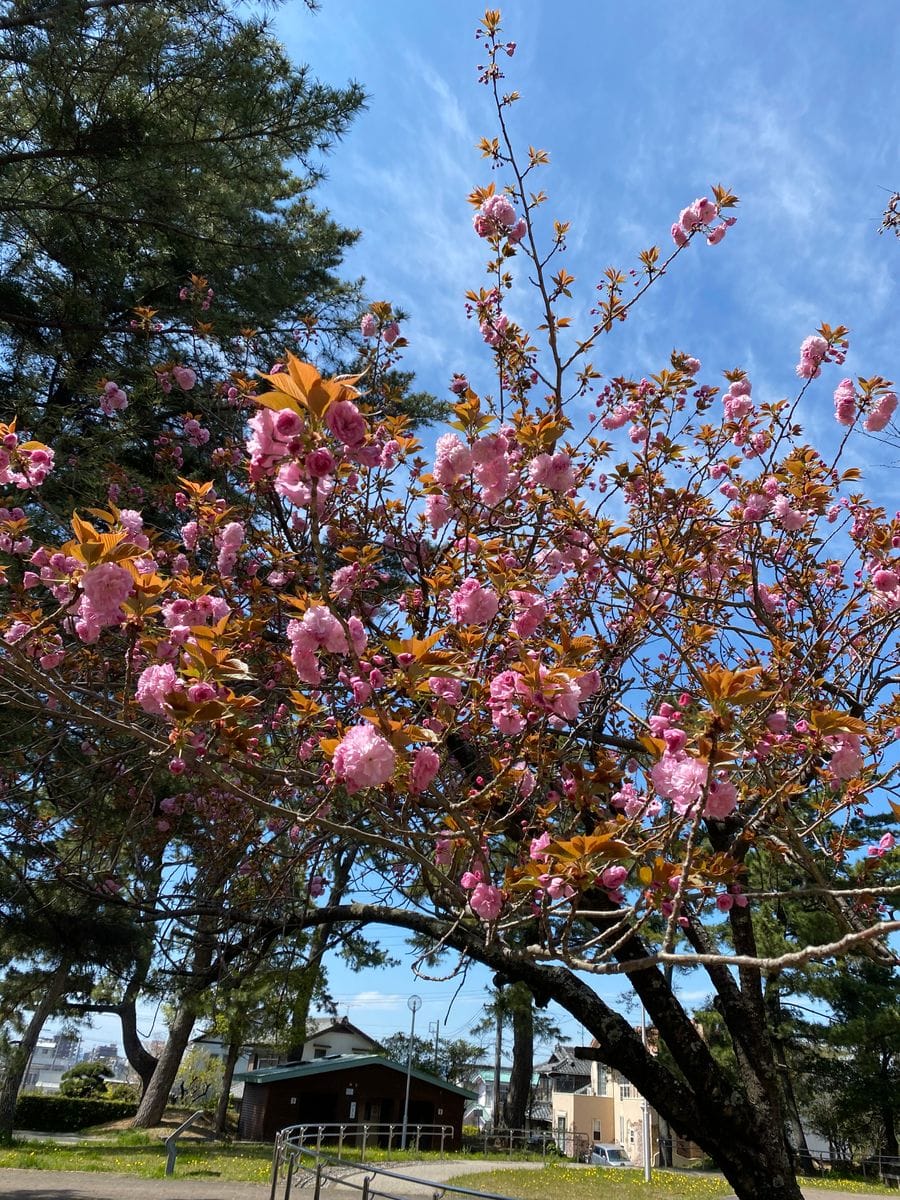 公園の八重桜が咲きだしました