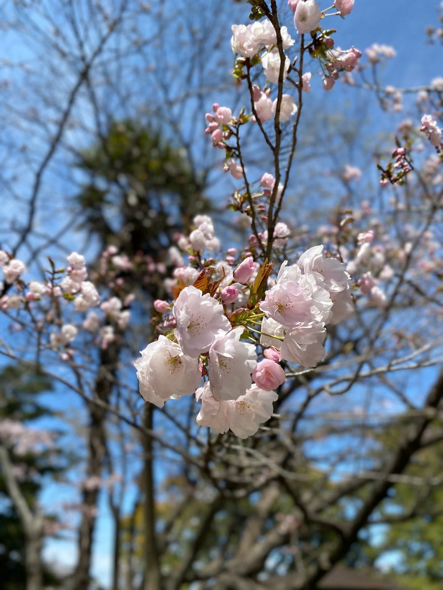 公園の八重桜が咲きだしました