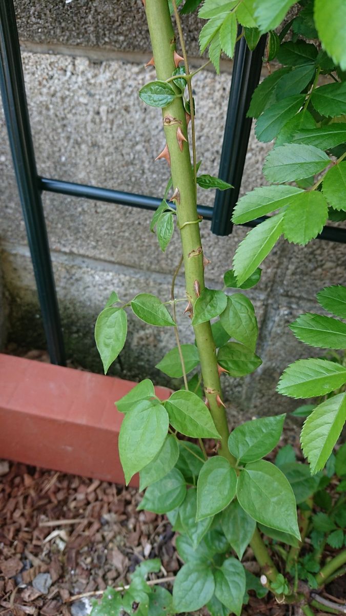 観察しながら在宅勤務