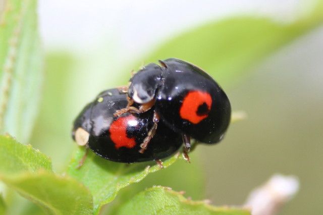 緑のオアシス－生態補償地-7　ウツギ、さかいぎの新葉