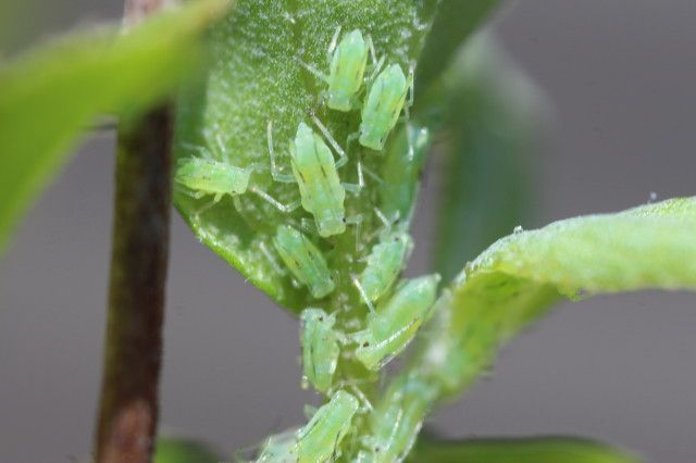 緑のオアシス－生態補償地-7　ウツギ、さかいぎの新葉