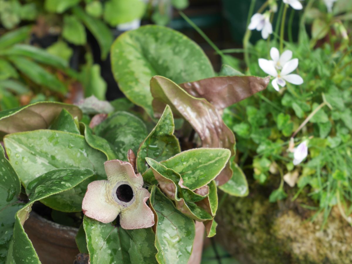 山野草～フタバアオイなど