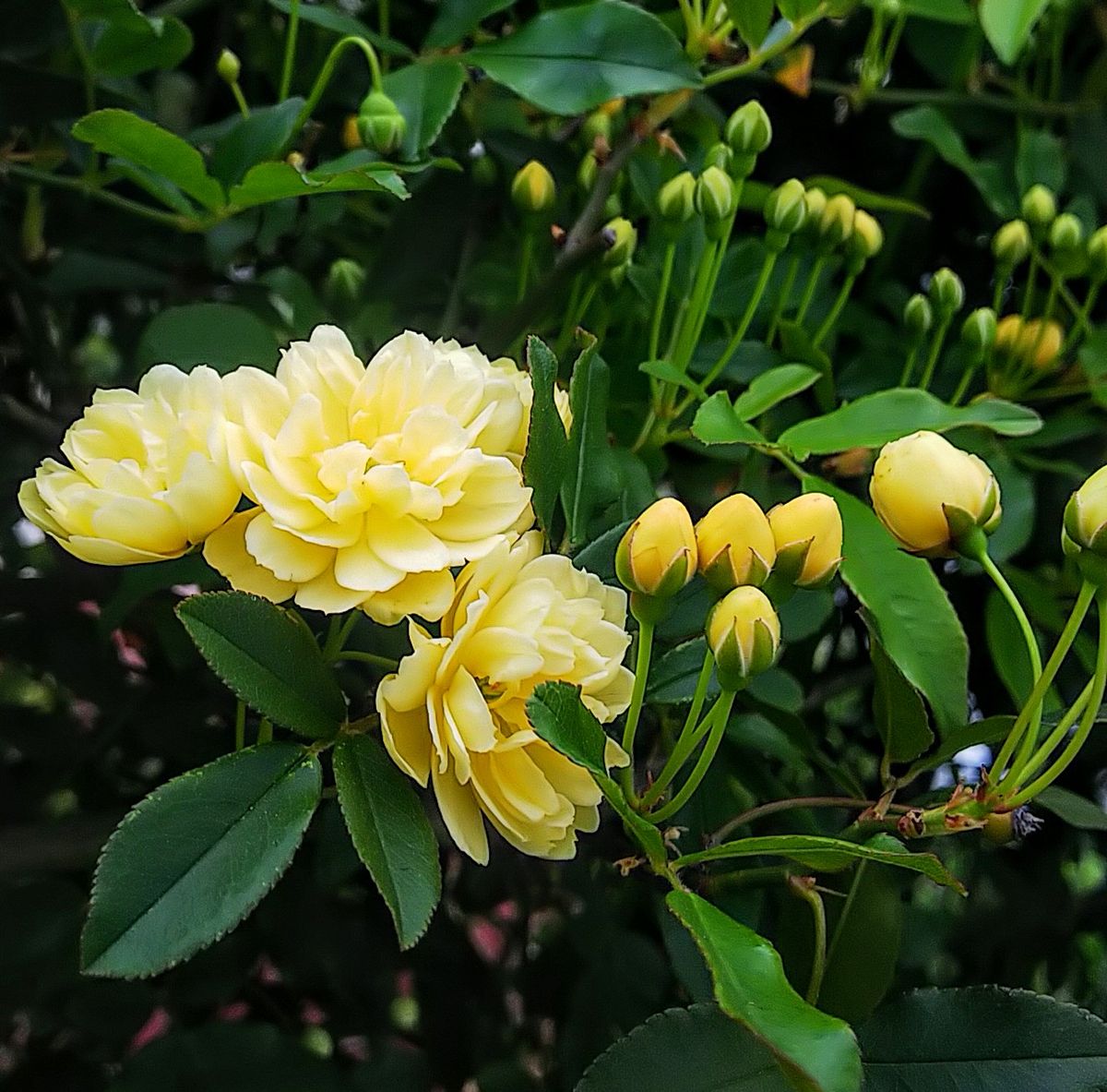 モッコウバラが少しづつ咲き始めました🌿