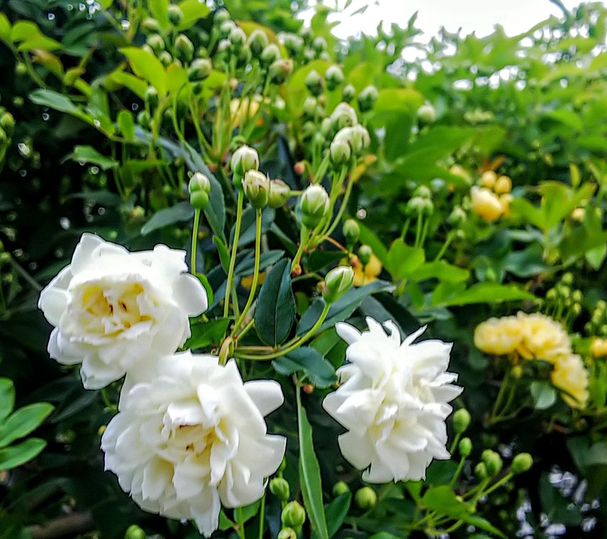 モッコウバラが少しづつ咲き始めました🌿