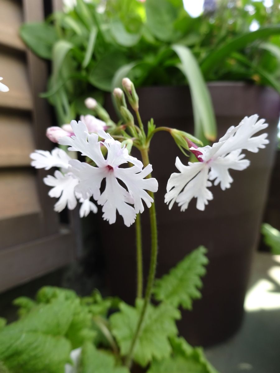 日本桜草🌸続々