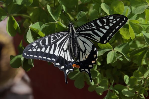 [閲覧注意・チョウの成虫が苦手な方は見ないでね]チョウが羽化していたよ