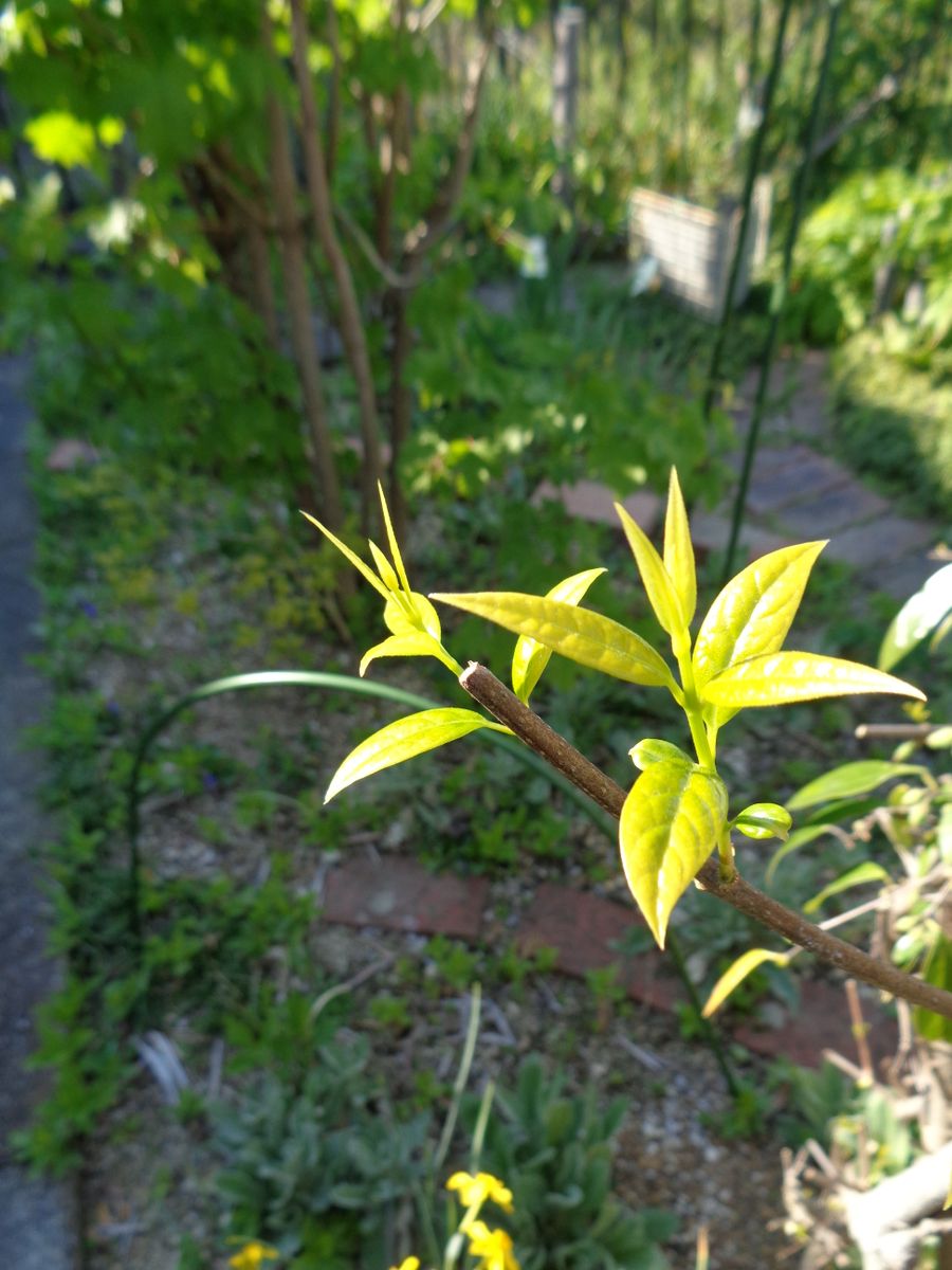 今日の庭から（新芽編）