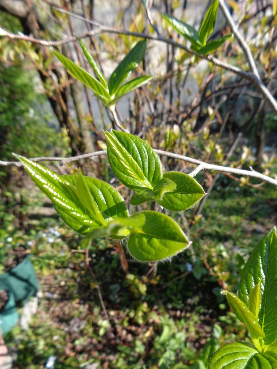 今日の庭から（新芽編）