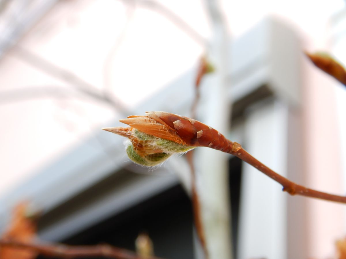 ブナの芽吹き