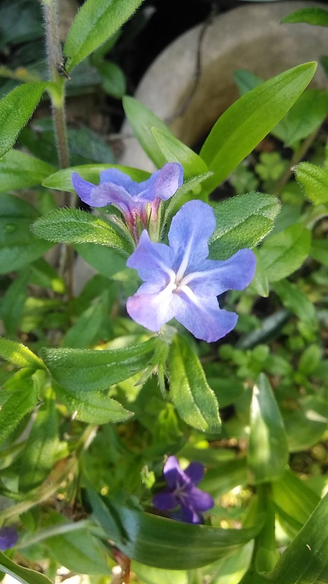 小さなブルーの花