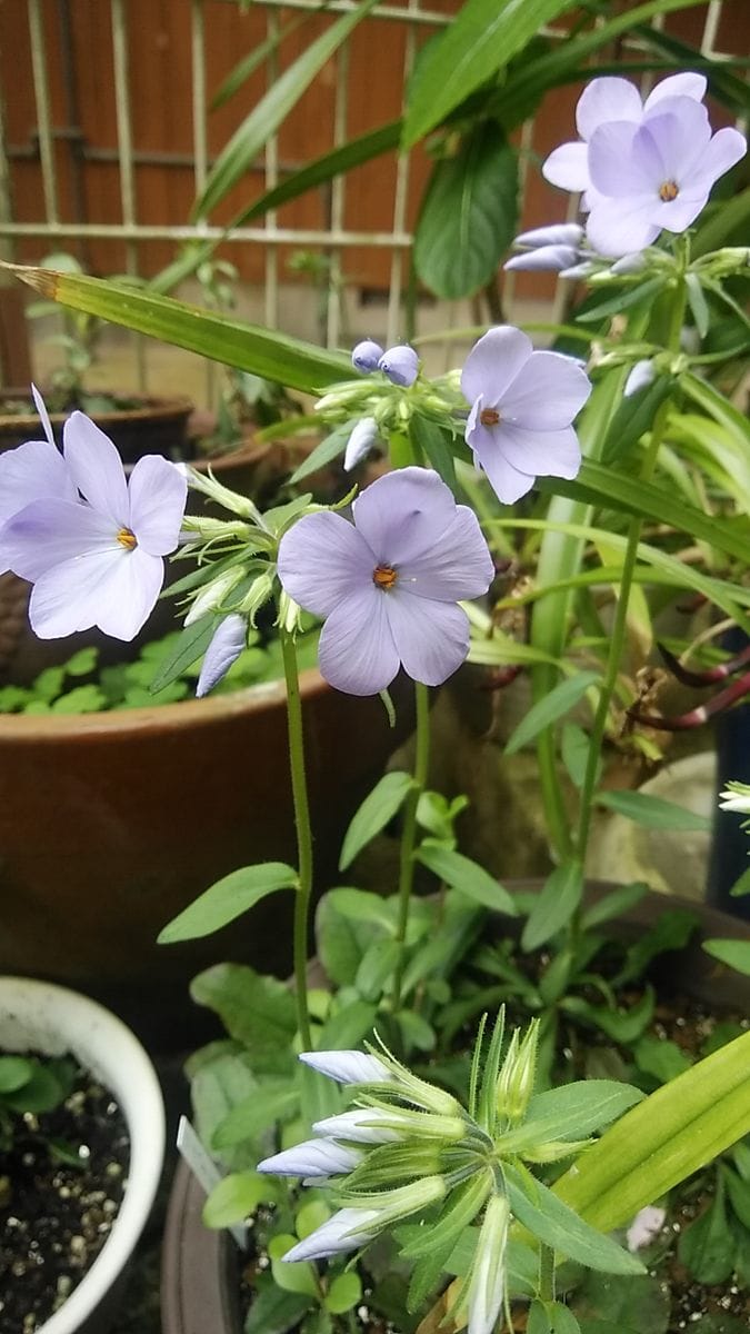 小さなブルーの花