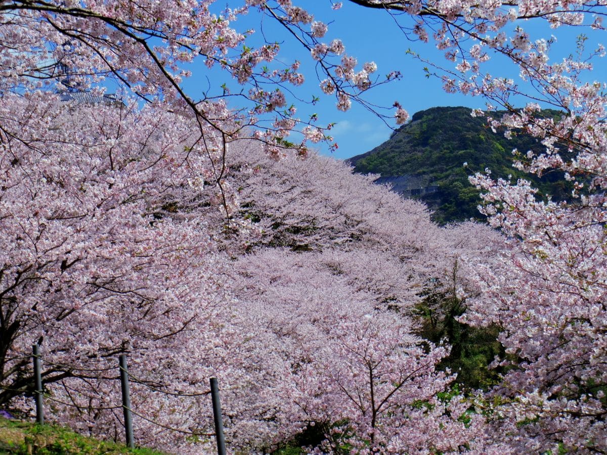 当地の桜の名所パート1