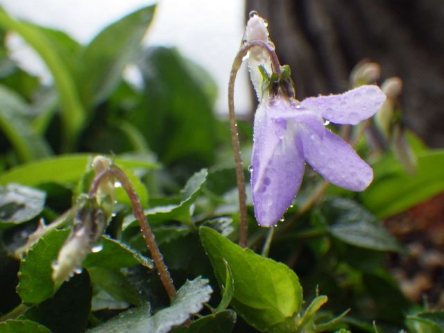 春雨に咲くスミレ