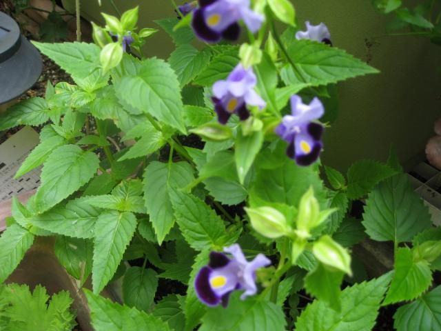 ミニカボチャ、トレニア、コリウスの花。