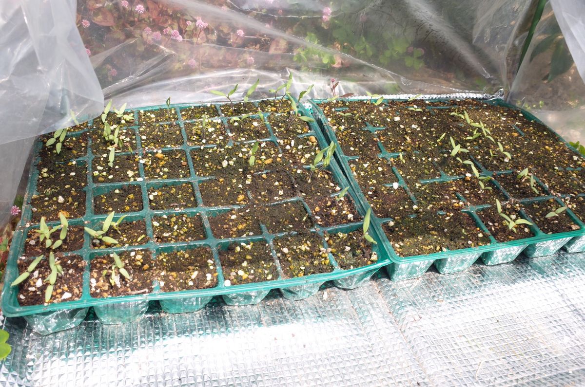 適当温室で夏野菜の育苗してます