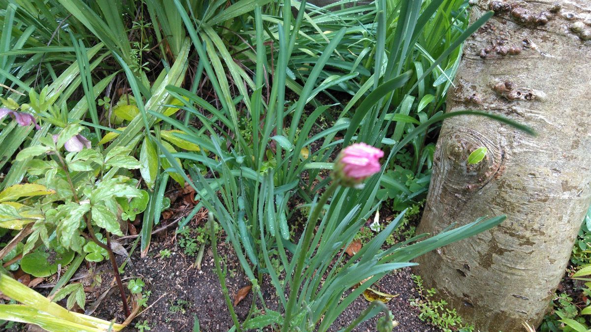 お庭のピンクのお花たち