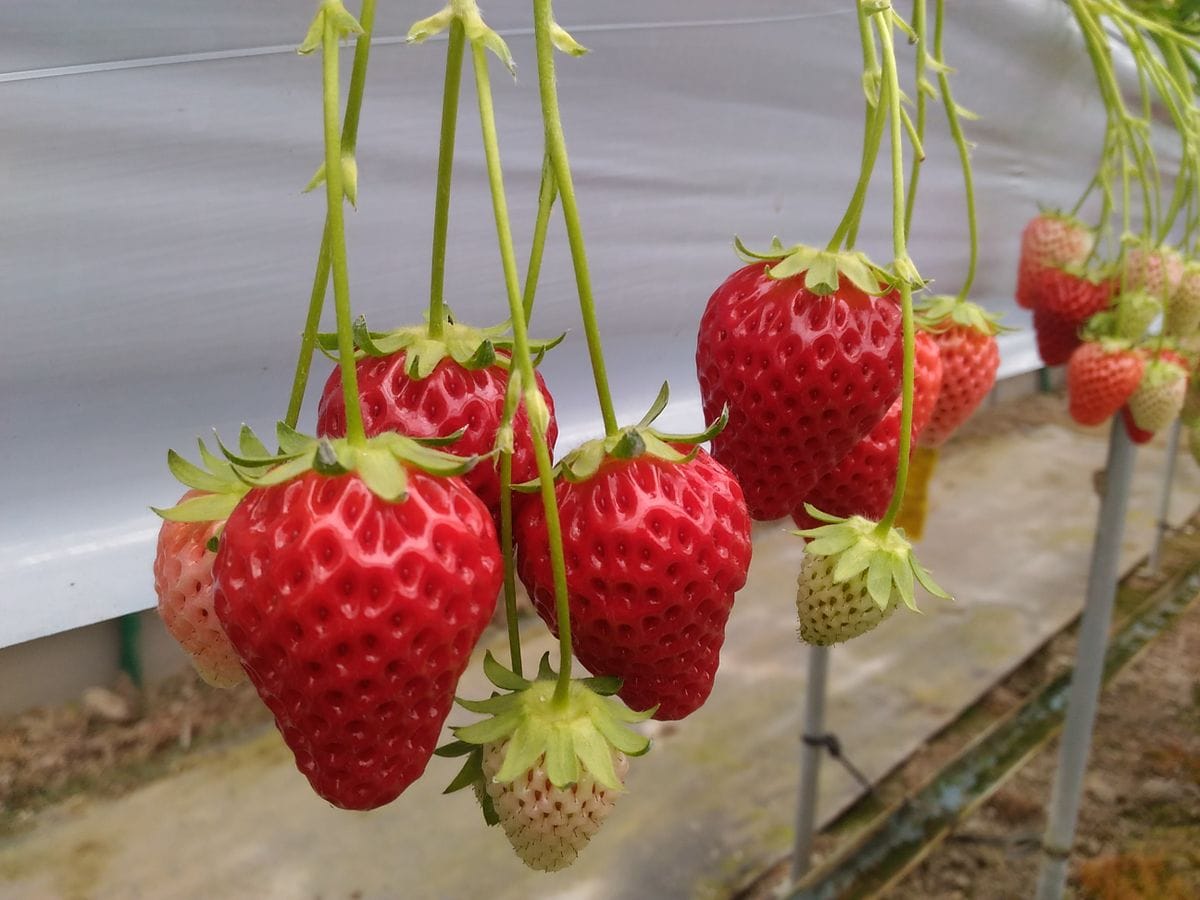 アリウム🎵蕾発見