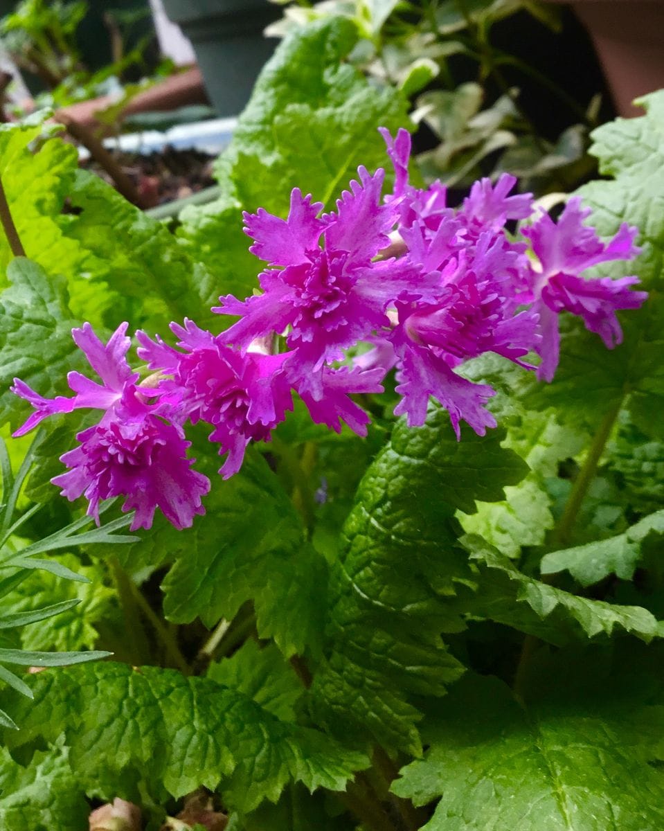 可愛い日本桜草💕