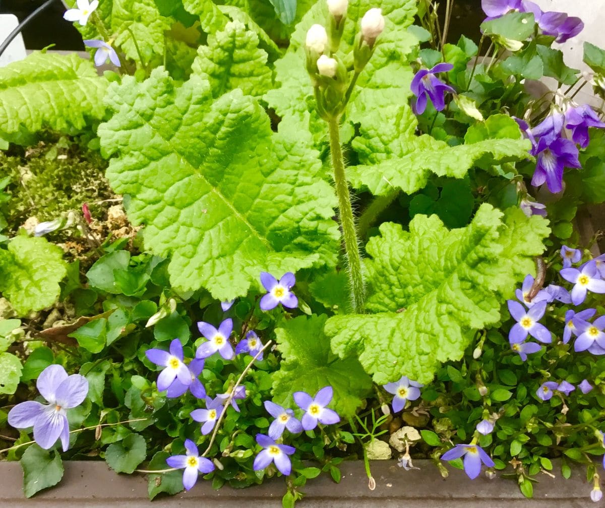 山野草の寄せ植え