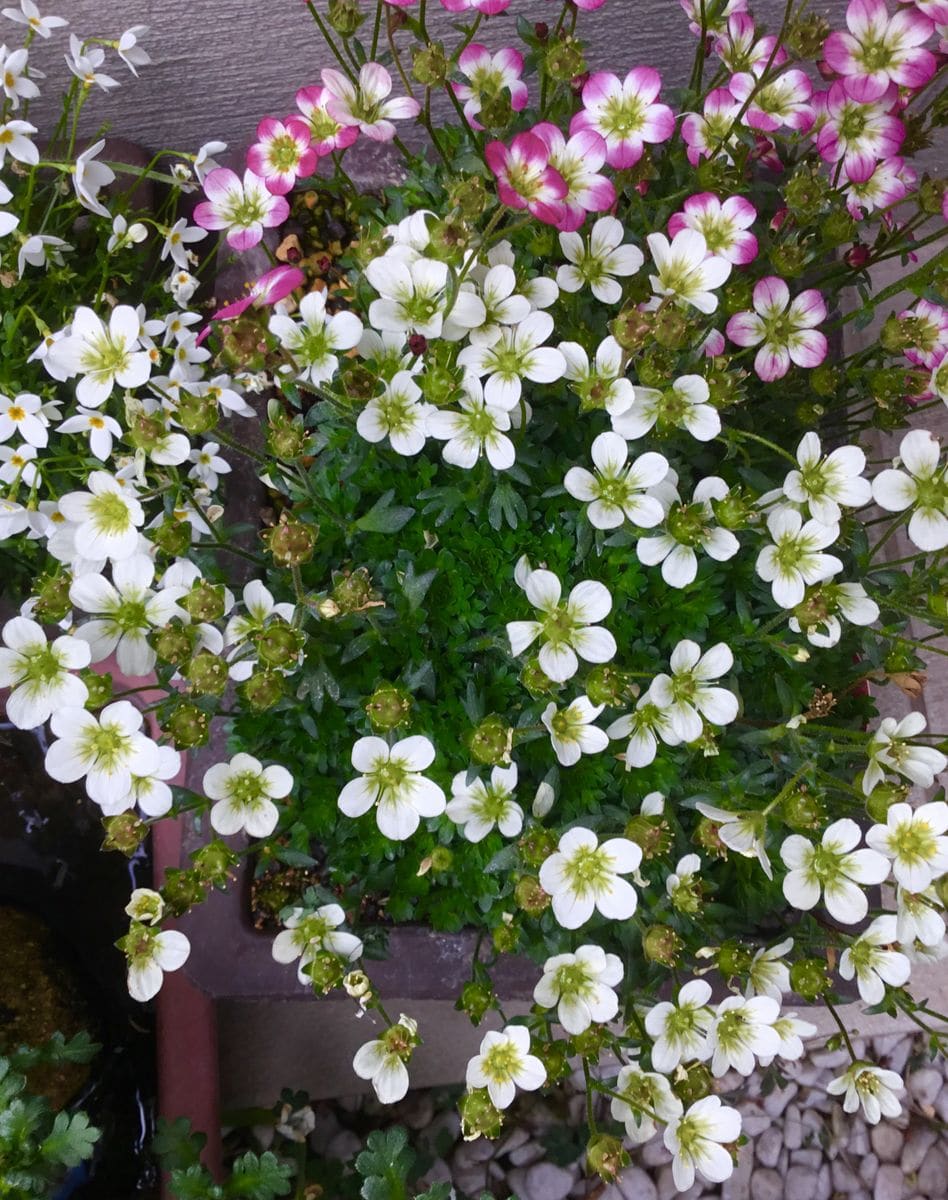 山野草の寄せ植え