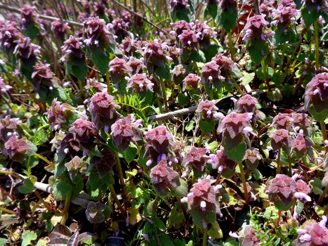 野の花②