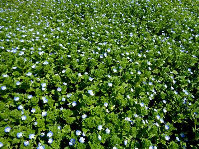 野の花②