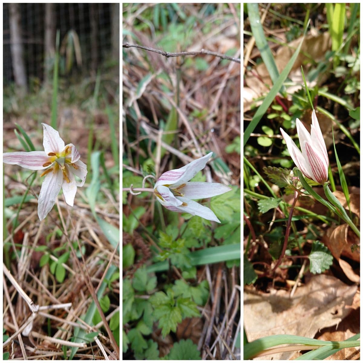 またまた大発見の秘密基地🌸