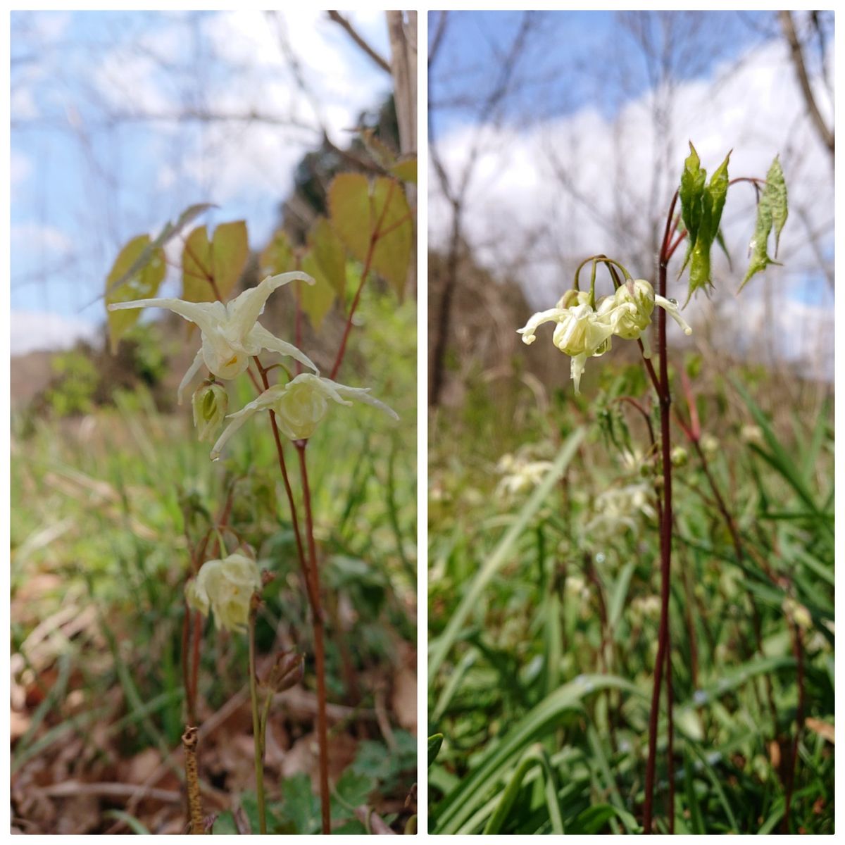 またまた大発見の秘密基地🌸