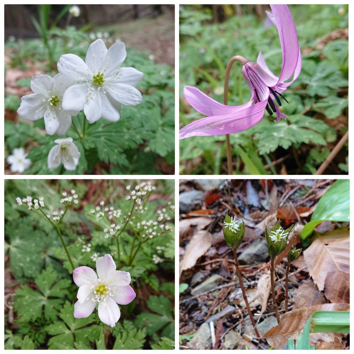 またまた大発見の秘密基地🌸