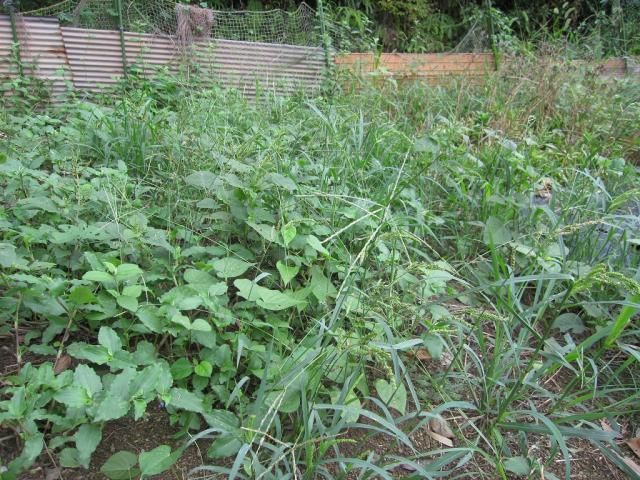 秋蒔き野菜の準備