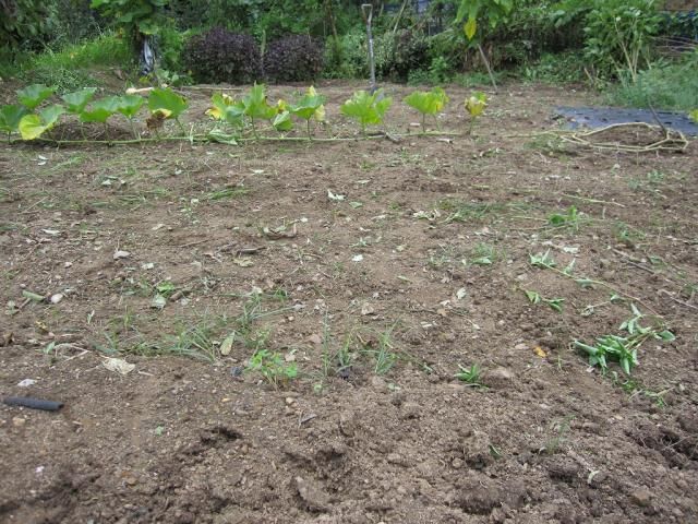 秋蒔き野菜の準備