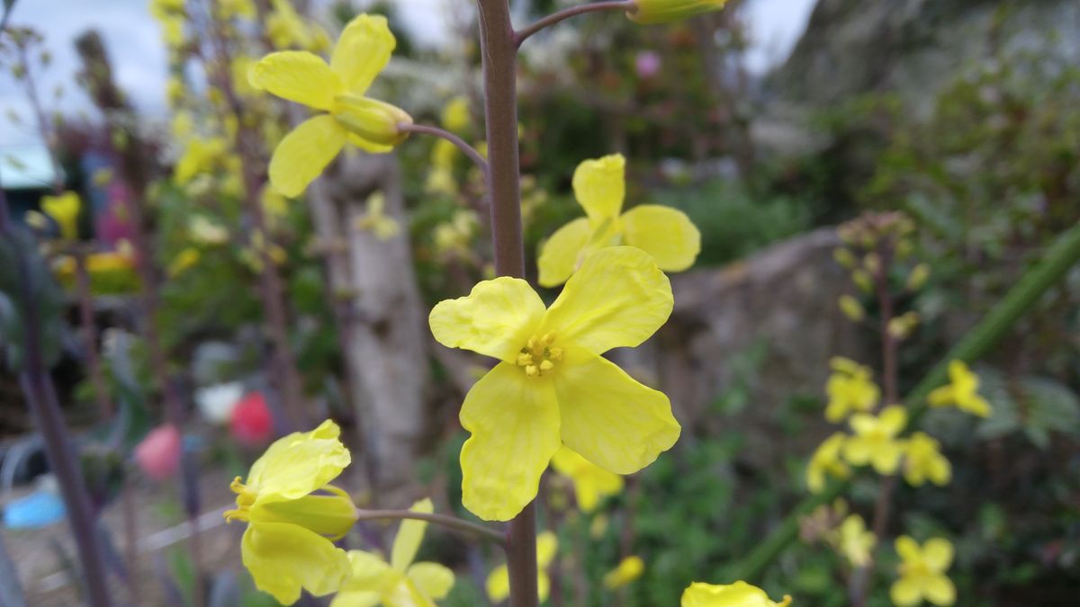 芽キャベツの花