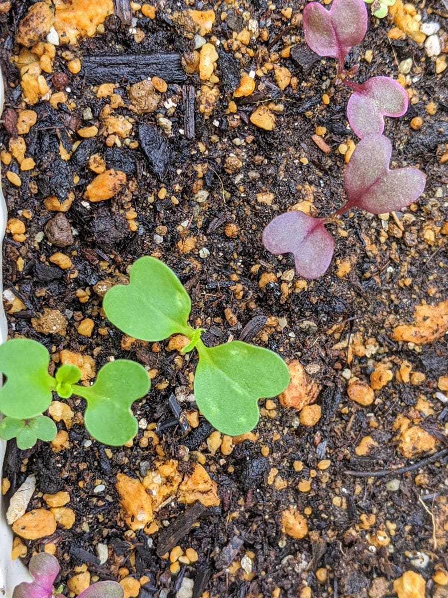 カイワレ大根ではなかったおまけの種