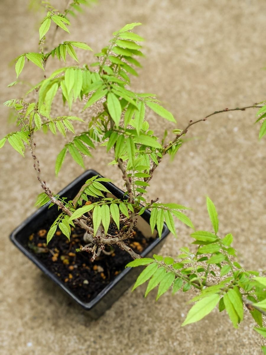 ミニ盆栽の芽吹き