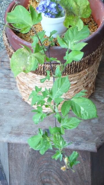 植木鉢に戻った朝顔