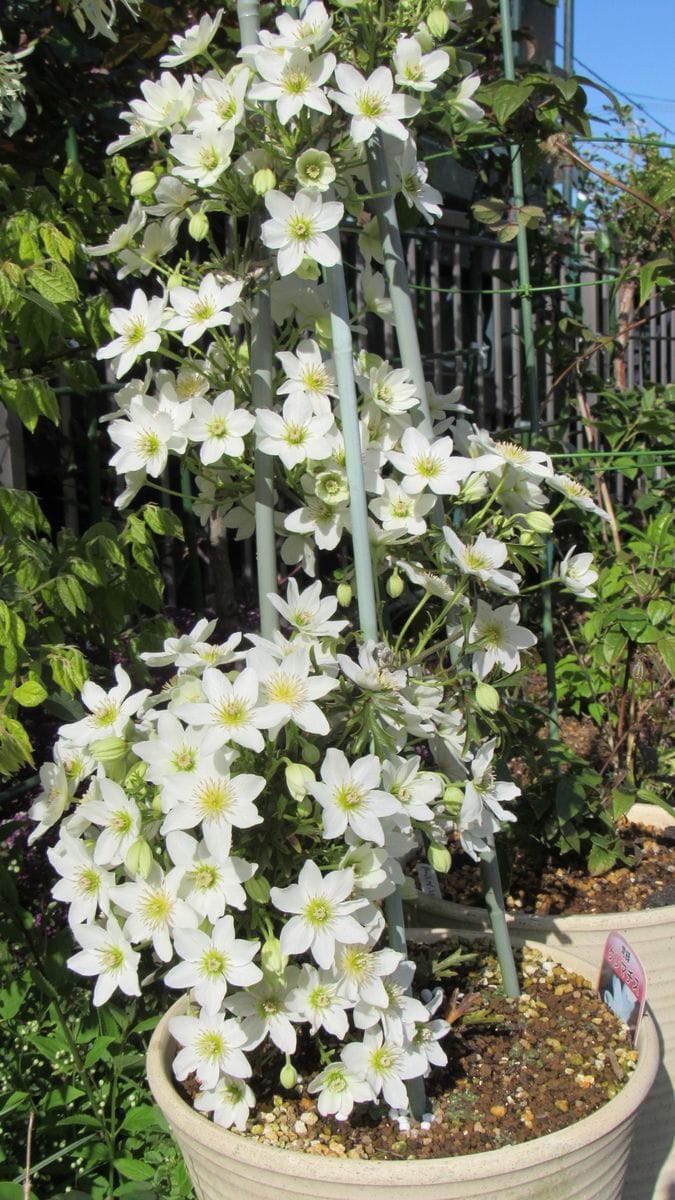 綺麗🌸さっぱり🌸庭の花