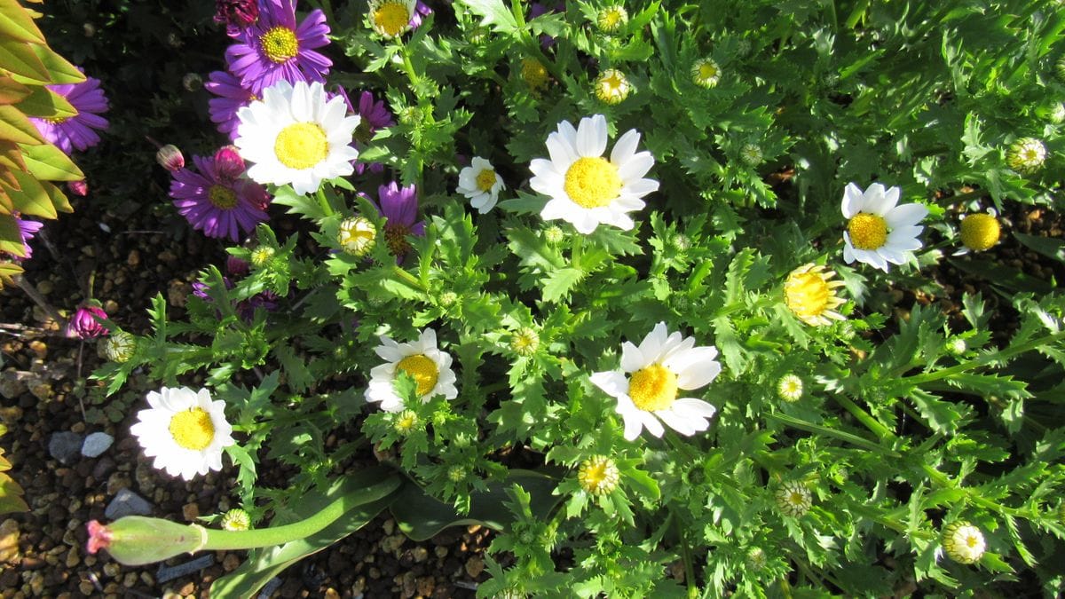 綺麗🌸さっぱり🌸庭の花