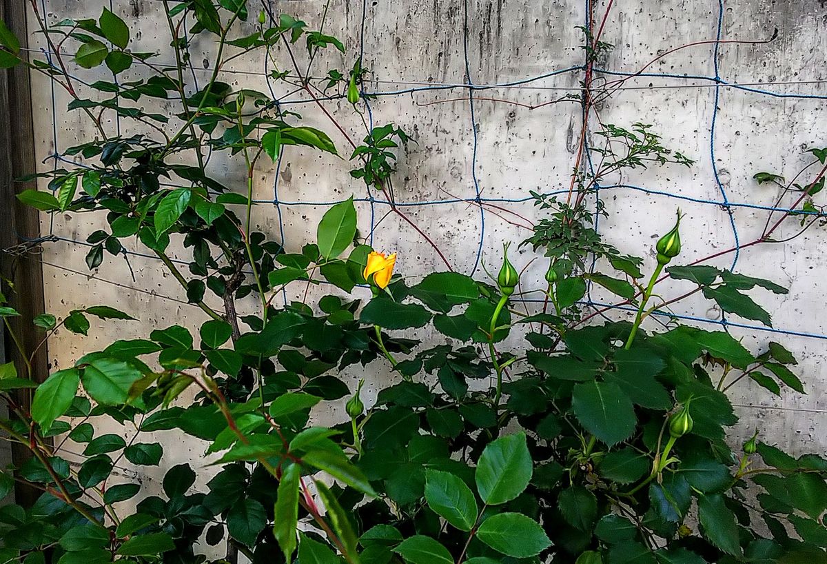 バラ🌹の枝に花芽が付いています🍀