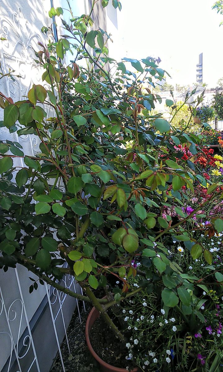 バラ🌹の枝に花芽が付いています🍀