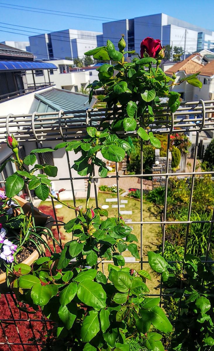 バラ🌹の枝に花芽が付いています🍀