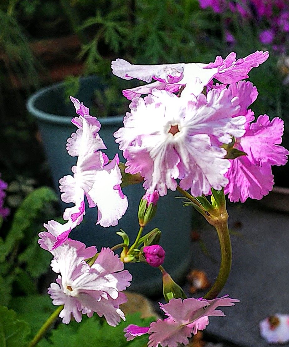 日本桜草の花たち💠🌸✨